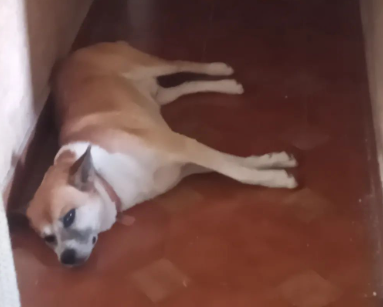 #Roldán #Funes #Rosario
Seguimos buscando a Corbata.
Desde principios de Julio que no está en casa.
Si alguien lo vio o lo levantó pensando que estaba perdido, por favor les pido que nos avisen.
Barrio Cotos de La Alameda.
Difundir por favor. Gracias.