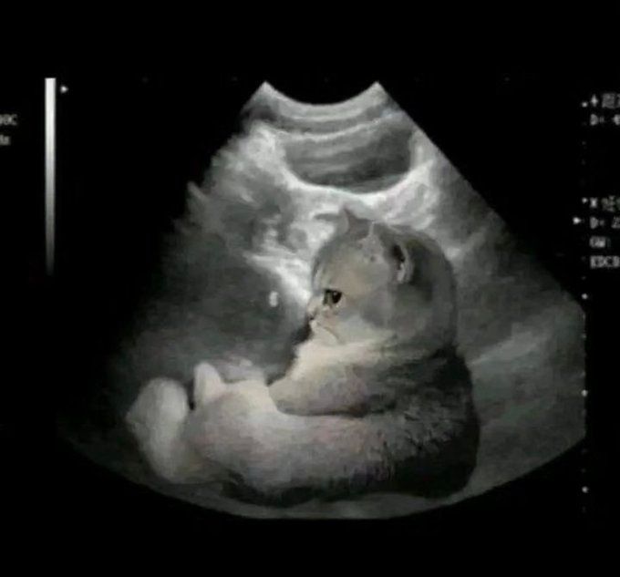 ShouldHaveCat's tweet photo. Is this real????? https://t.co/fw5UZO9JNa