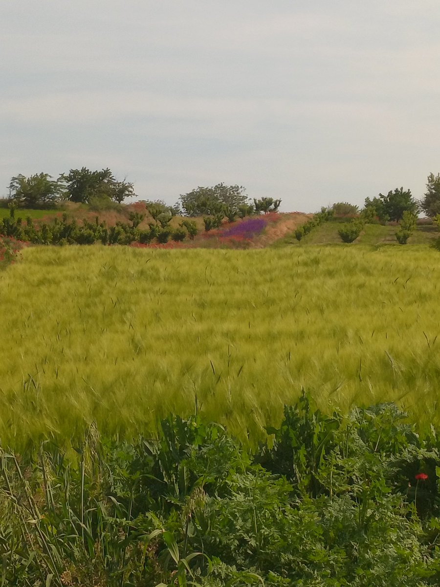 taki_serbia's tweet photo. Colors,nature,love,life
#JustViewsArcade @arcade_contest #photography #photo #photooftheday #nature #NaturePhotography #NatureBeauty #naturelover https://t.co/Tia2TGDc34