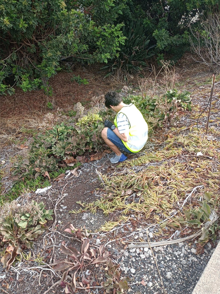 Isis Comas tweet media