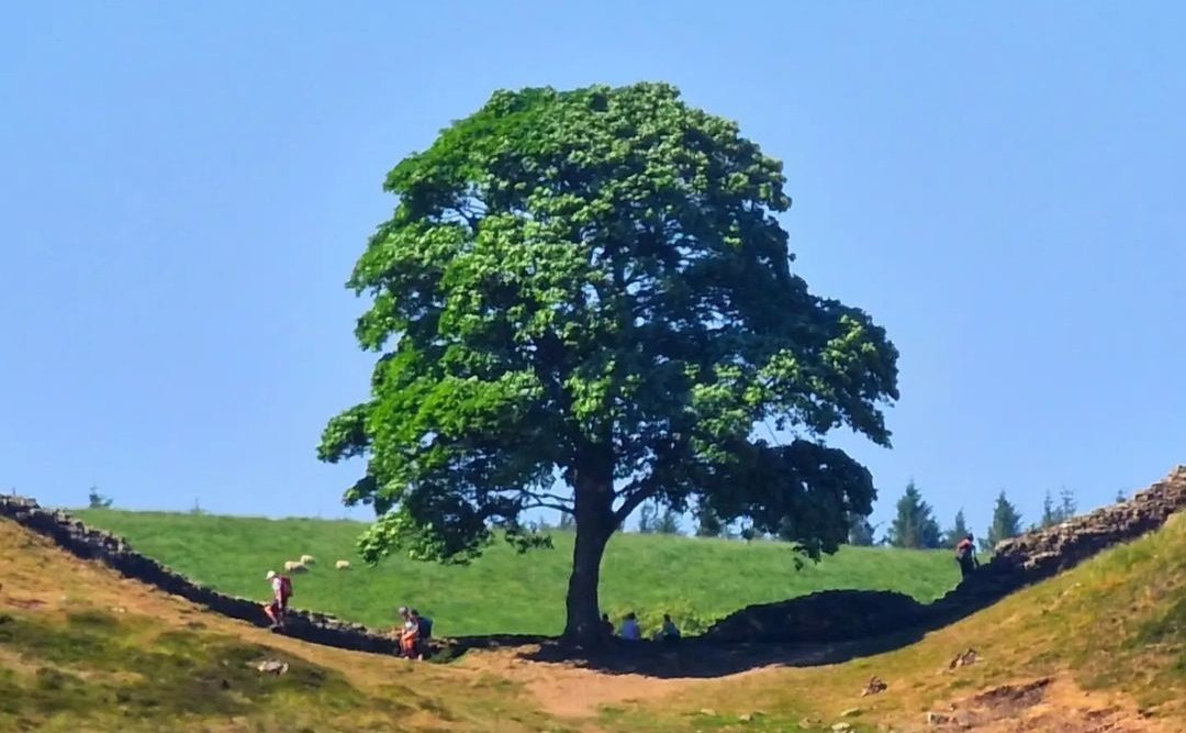 Thank you for the joy you gave Thank you for the shade Thank you for the beauty you shared ...so sorry that someone took that all away 😭 #SycamoreGap #SycamoreTree #SycamoreGapTree