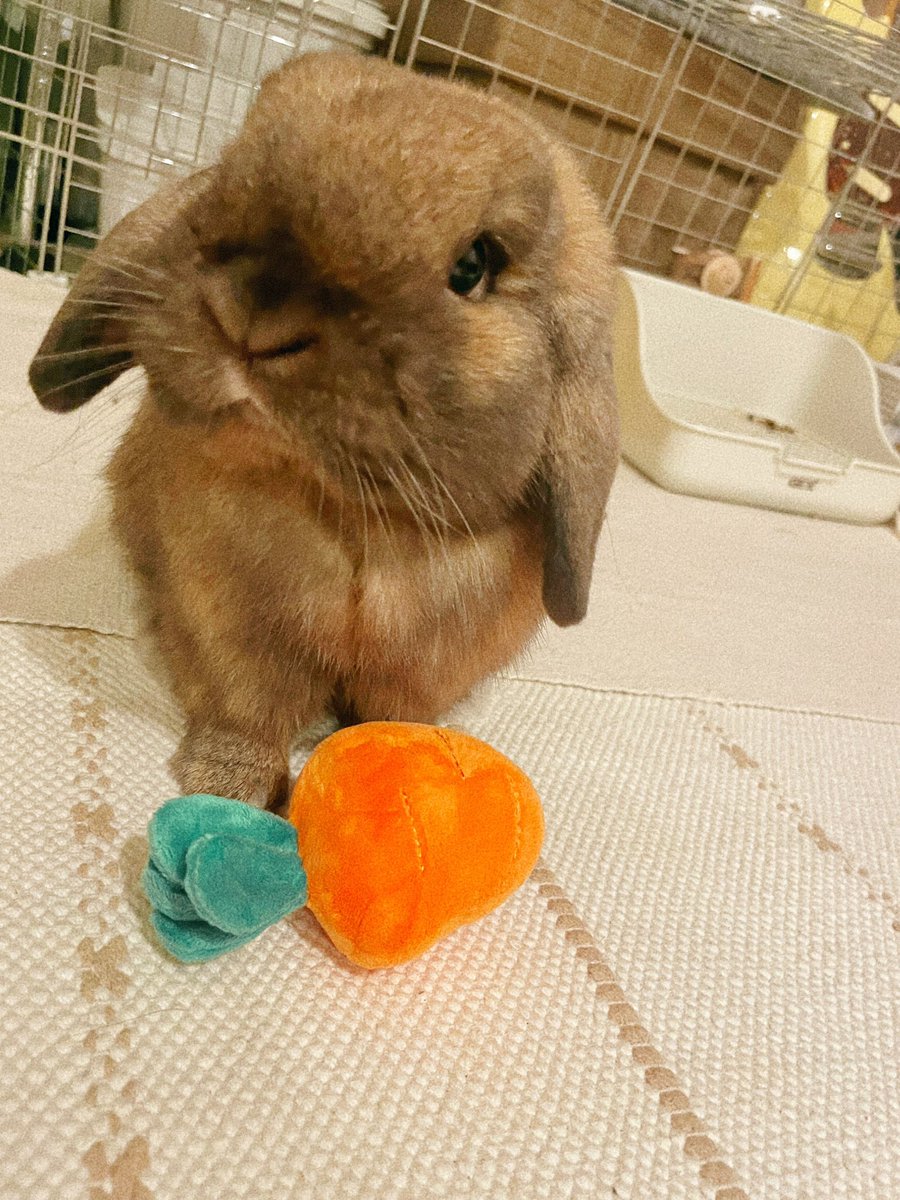 wanwaaa's tweet photo. 2しゃいになった(かわいい) https://t.co/1k9QsyNoWu