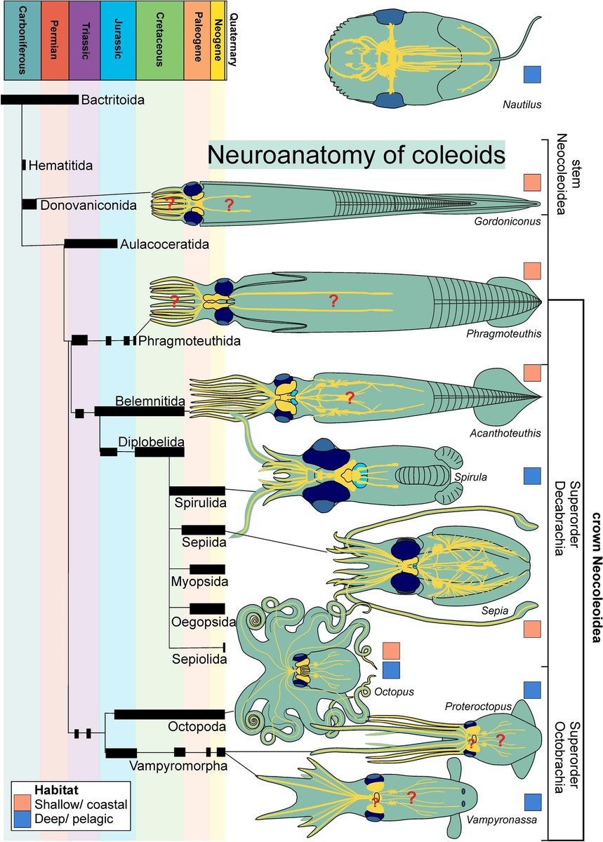 ‘Arm brains’ (axial nerves) of Jurassic coleoids and the evolution of coleoid neuroanatomy sjpp.springeropen.com/articles/10.11…