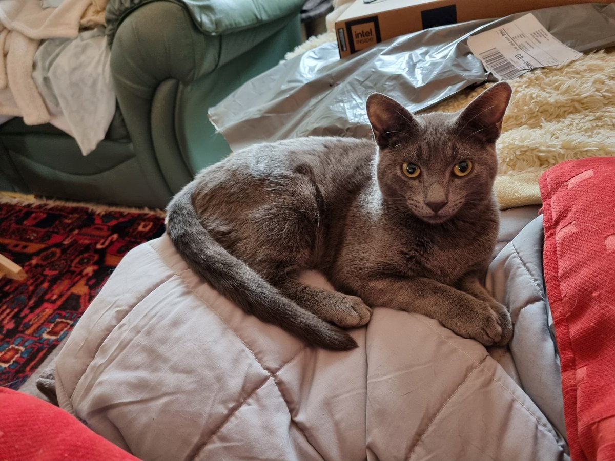 Steven Barry Ratty tweet media