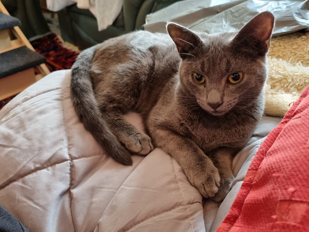 Steven Barry Ratty tweet media