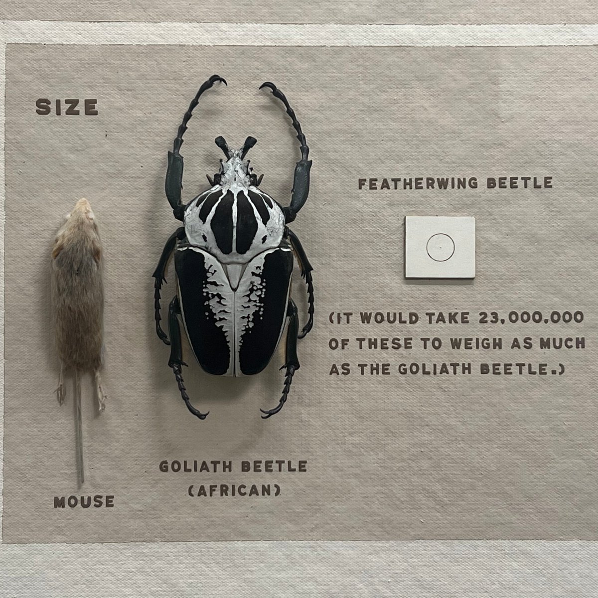 Field Museum tweet media