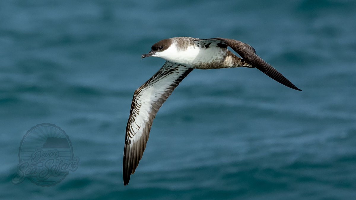 Some pictures from Rob Hughes <a href="/Devonseasafari/">Devon Sea Safari</a> after my call from #BerryHead to him - lovely photos of Great Shearwaters - hundreds were passing - a Cory’s, Sooty and Manx to follow from him