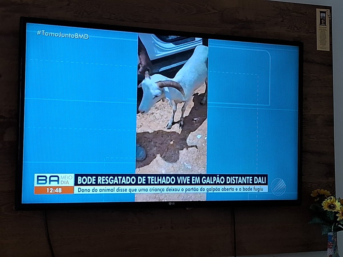 Luamenina's tweet photo. #TamoJuntoBMD Além dos gatos, agora tb tem o Bode,kkk https://t.co/eHk22a6VYJ