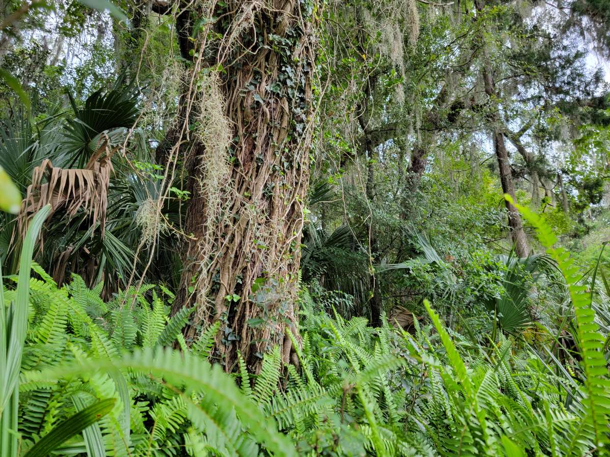 Do it for the vine
.
#photography #nature #NaturePhotography #birthday #florida #floridawildlife #vine #plantphotography #plants #outside #wildlifephotography #outdoors #art #picoftheday