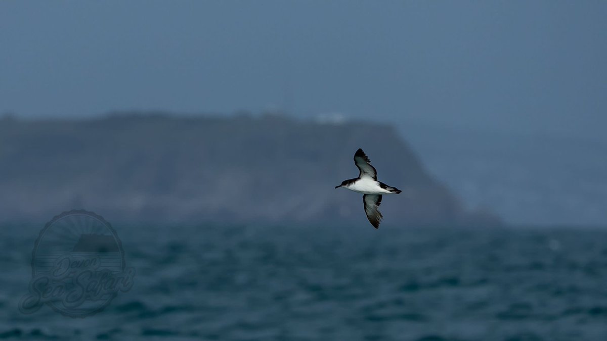 Cory’s one of just a few among the hundreds of Greats, also here Sooty and Manx again all from Rob Hughes <a href="/Devonseasafari/">Devon Sea Safari</a>