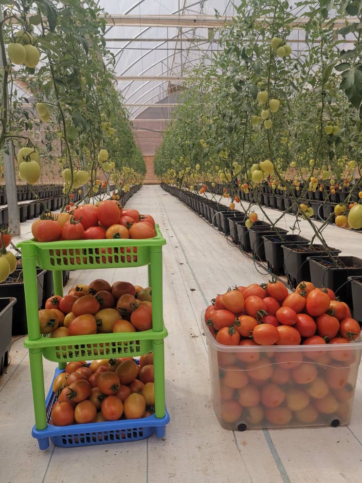 Huye_College's tweet photo. We are harvesting tomatoes of Monteazul RZ F1 variety planted in IPRC Huye Modern Greenhouse by our students from Agricultural Engineering Department in Crop Production and Horticulture Programs, during their practical sessions. https://t.co/GOITopuHdw