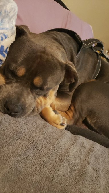 My poor boogie has a double ear infection 🥺 medicine acquired.  And he's still dropping in weight so<a href="/tag/myxanniversary"class="tags"><span>#myxanniversary</span></a>