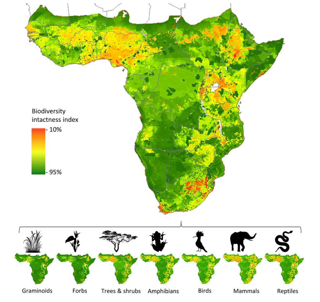 Elaine Slooten (@slooten_elaine) on Twitter photo The #JWO grant and <a href="/HayleySClements/">Hayley Clements</a> and her awesome work mapping Africa’s biodiversity intactness! Have a read! ogresearchconservation.org/africa-is-gree…
<a href="/OppGenRC/">Oppenheimer Generations Research & Conservation</a> The #JWO grant and <a href="/HayleySClements/">Hayley Clements</a> and her awesome work mapping Africa’s biodiversity intactness! Have a read! ogresearchconservation.org/africa-is-gree…
<a href="/OppGenRC/">Oppenheimer Generations Research & Conservation</a>