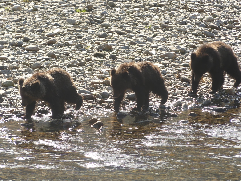 🎶Hi-ho hi-ho its off to fish we go🎶

#wildbear #bears #grizzlybear #grizzlies #brownbear #bearviewing #grizzlybearcub #wildlifeviewing #wildlife #wildlifephotography #travelphotography #picoftheday #travelBC