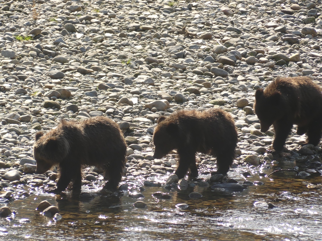 Homalco Wildlife & Cultural Tours tweet media