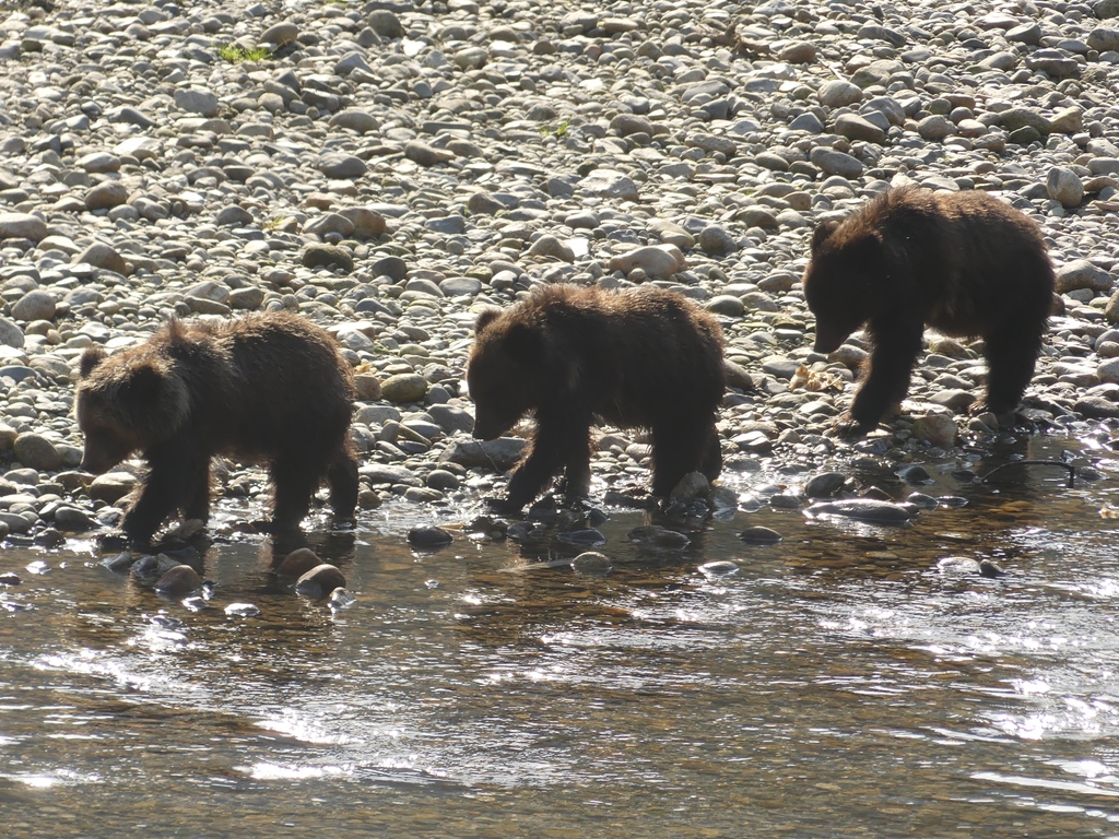 Homalco Wildlife & Cultural Tours tweet media
