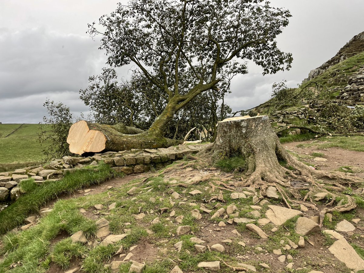 GuyOpperman's tweet photo. The #sycamoregap tree 🌲 is gone. A devastating day. Everyone just bereft. 

This is clearly the work of someone very capable with a large chainsaw to cut such a tree, in the way they did, in the middle of the night in #StormAgnes 
Police very actively involved. https://t.co/yMhEKSHjXS