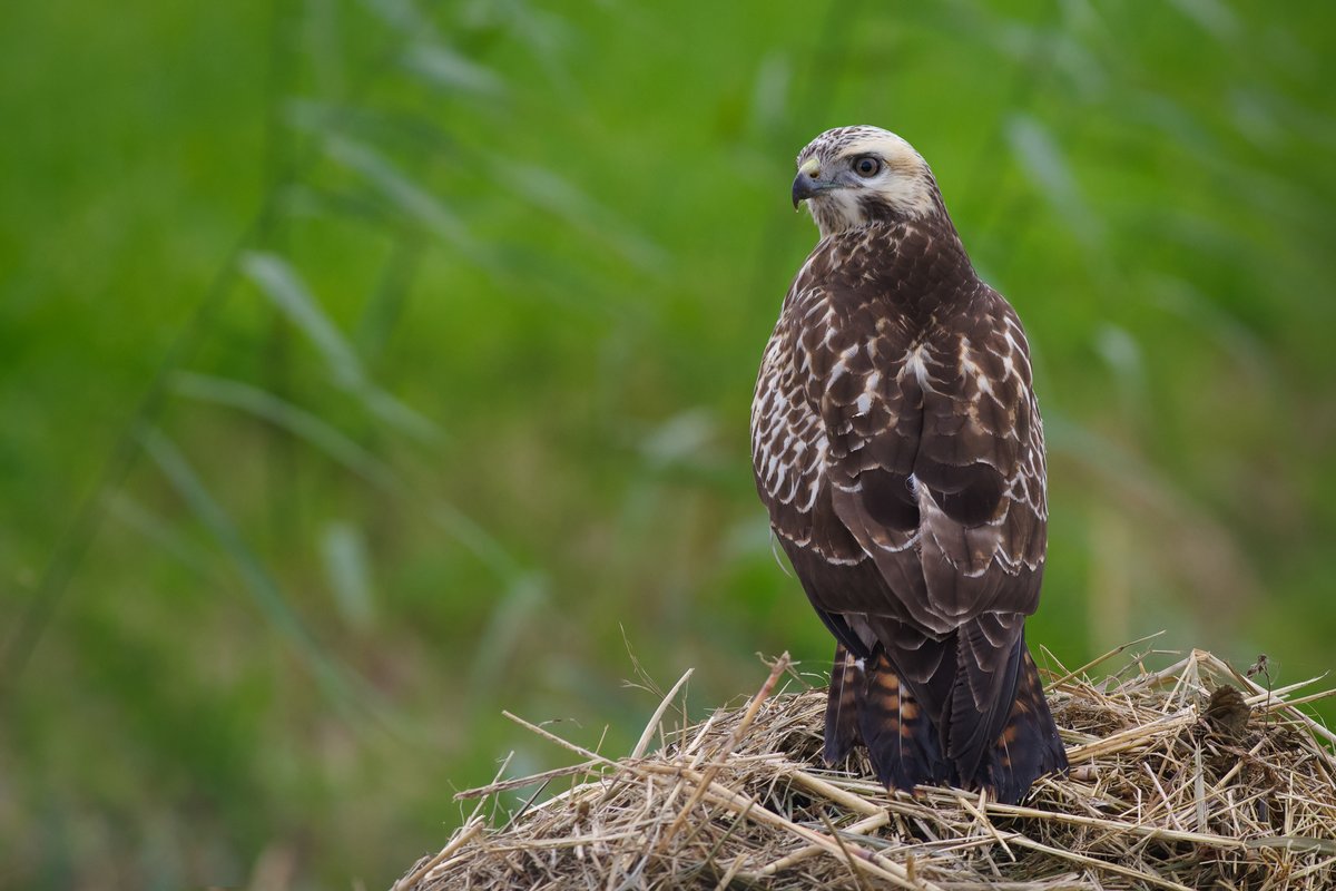 JongejanPhoto's tweet photo. Deze buizerd zat langs een Zeeuwse sloot en er stonden naaktslakken op het menu. Ondanks dat ik met de auto vlak naast hem stond, ging hij rustig door met de maaltijd. #cameramee #vogelfotografie #vogelskijken #natuur @vogelnieuws https://t.co/p26S5pK6er