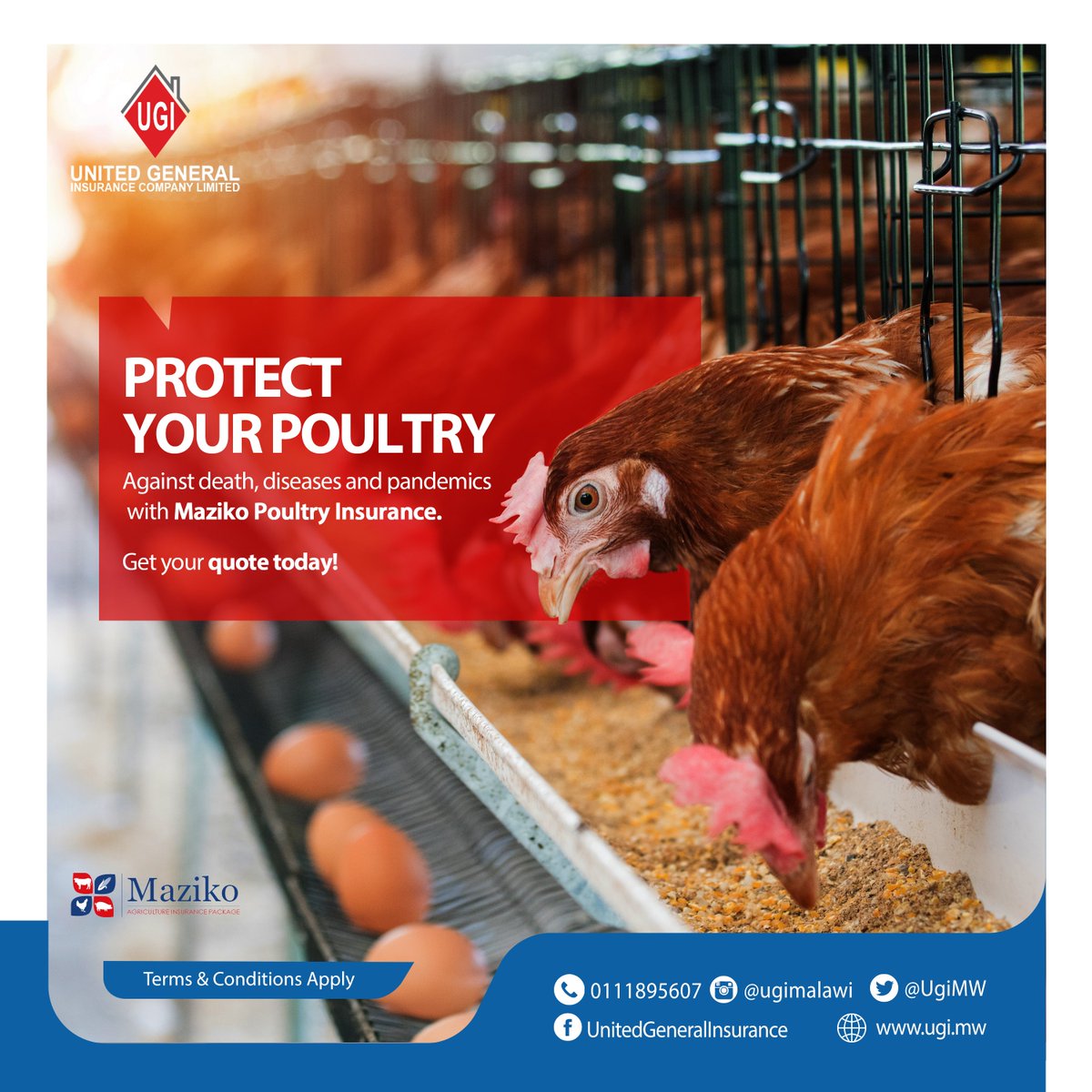 UGI_Malawi's tweet photo. Make competitive returns! Poultry farming business is more rewarding when you insure it with Maziko Poultry Insurance. Come for your policy today.
#MazikoPoultryInsurance
#YourPreferredInsurer https://t.co/T5uzmtjXzN