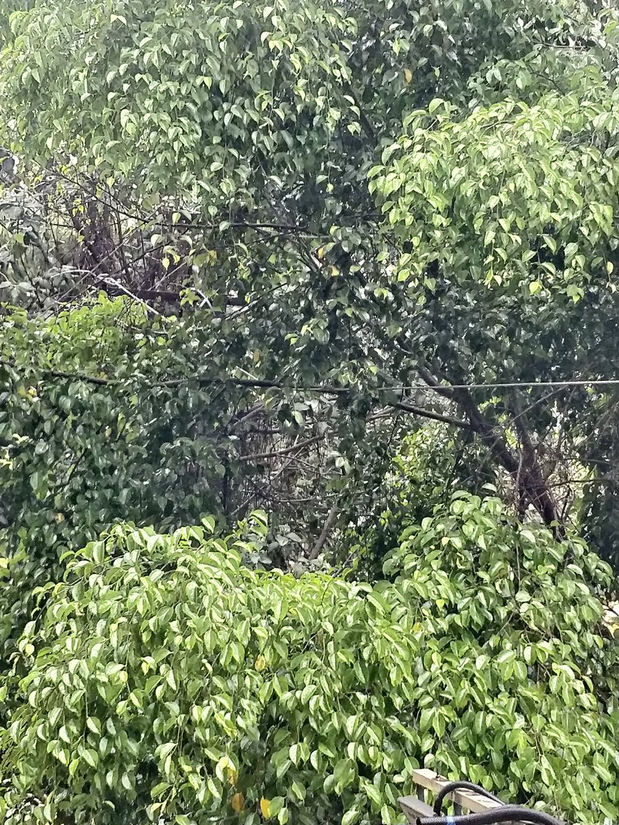 _Manas10's tweet photo. @MSEDCL @PMCPune तक्रार नोंदवून चार दिवस होऊन गेले तरी अजून काही कारवाई नाही. आता काही अपघात होण्याची वाट बघत आहात का? आजच्या पाऊसात झाडाच्या फांदिने वाकलेली विजेची तार. बेजबाबदारपणा! #pune @PMCPune @MSEDCL https://t.co/zqVPe7xu9p