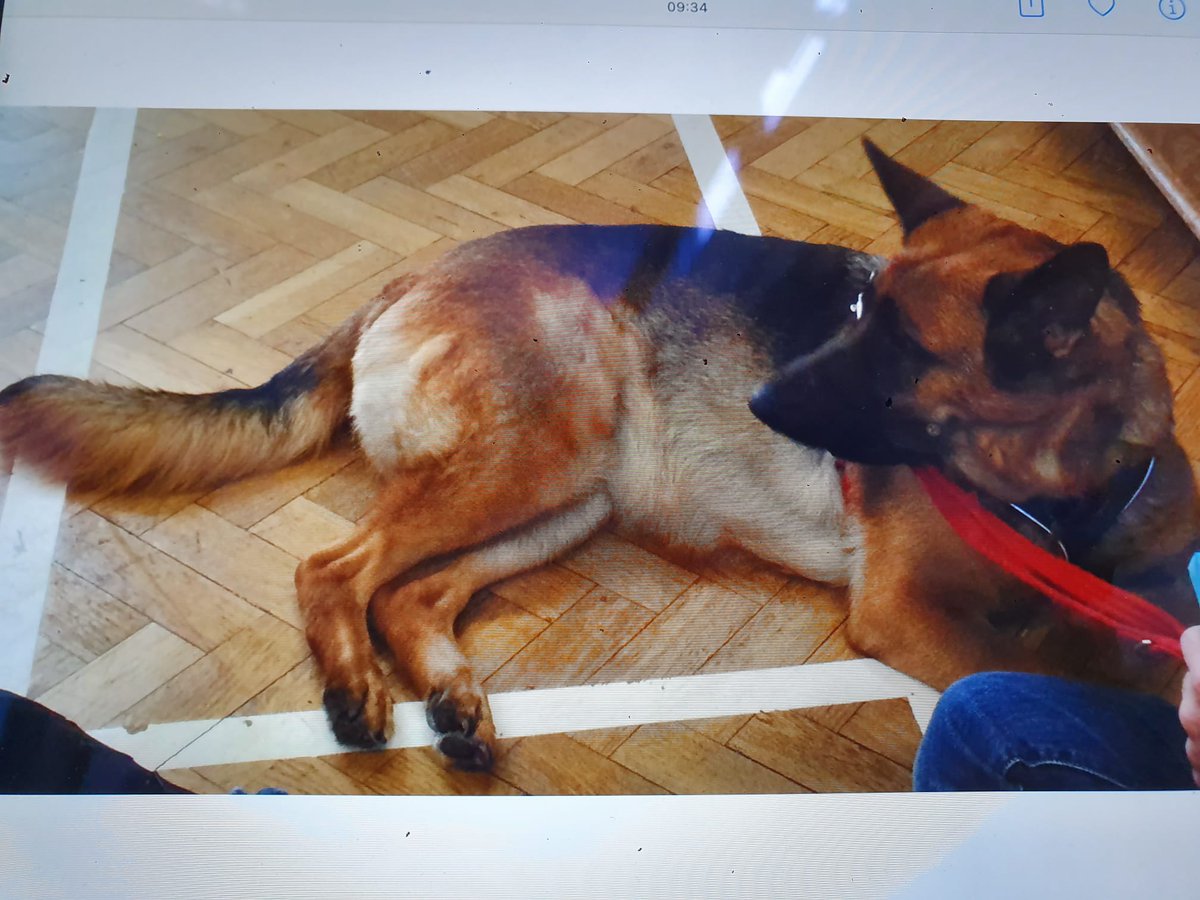 _teacher_7's tweet image. What a lovely morning Y2 had... thanks to our brilliant Mr Hutchinson &amp;amp; fabulous Connie 🐾💕🐾Children used #sciencevocabulary well when talking about #animals &amp;amp; their #observations #WhiteRoseScience @WhiteRoseEd @GreatSciShare @pstt_whyhow #KS1 
#Funlearning @GrangeHarrow