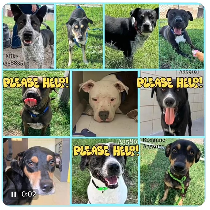 rothfarms's tweet photo. 🚨 HELP! 🆘 LOW pledges mean they DIE TODAY😫 Click ID # to view pups bio 👇
Kenny #A358928
Jerry #A359263
Star #A358673
Collin #A359172
Mike #A358835
Cajun #A359367
Inky #A359191
Felicity #A359290
Roxy #A359153
Glenn #A359269
FOSTER👇
@ccacsrescues@cctexas.com
📞 361-826-4630 https://t.co/YS9bDGBIp1