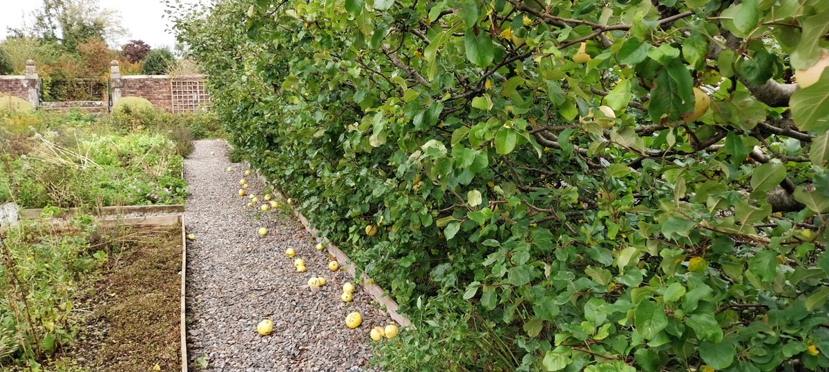 If you're in #Cockermouth, come and help yourself to some delicious cooking #apples brought down by Storm Agnes. We've put them out on Main Street. #freefood