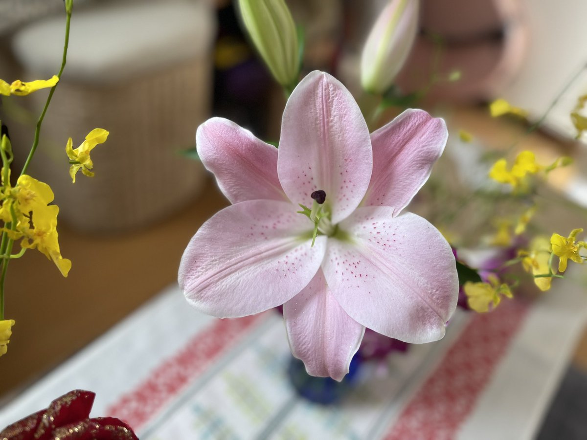 キレイなお花をいただきました。しかもたくさん！帰宅するとフワッと花の香りが漂い皆さんの気持ちに出迎えられてるようでした。花が待つだけで部屋に誰かが待っててくれてるようなそんな感覚がありました。ありがとうございました！

#フラメンコロイド
#花のある暮らし
#誕生日プレゼント