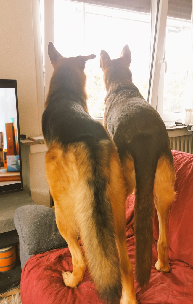 Paco_Bealy_Jane's tweet photo. Da is was.... Gaaanz bestimmt!
#PacoBealyundJane #Hugositting #KleinHugo https://t.co/J7XG5Pg7O3