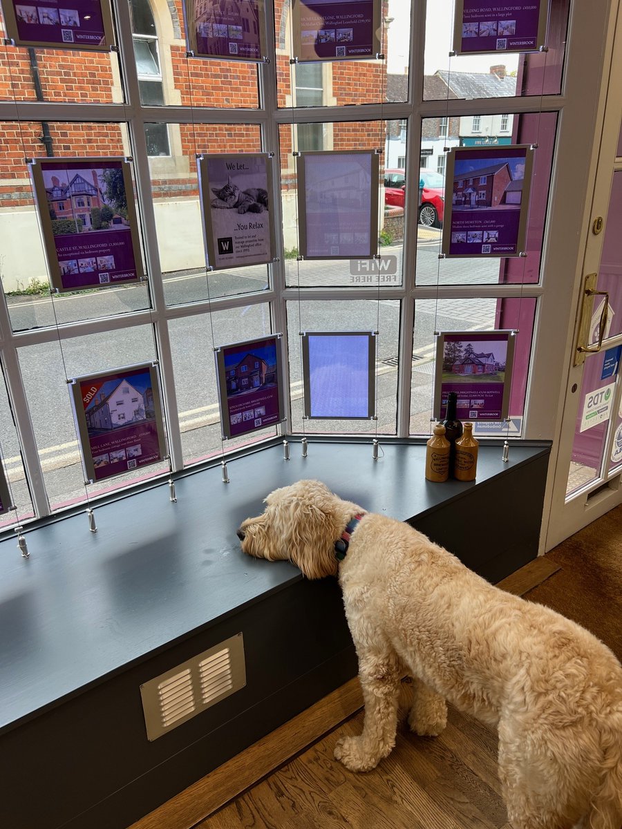 winterbrookea's tweet photo. Our office dog Lyra is poised to help our next customer at our Wallingford Office! https://t.co/6k68FlS34D