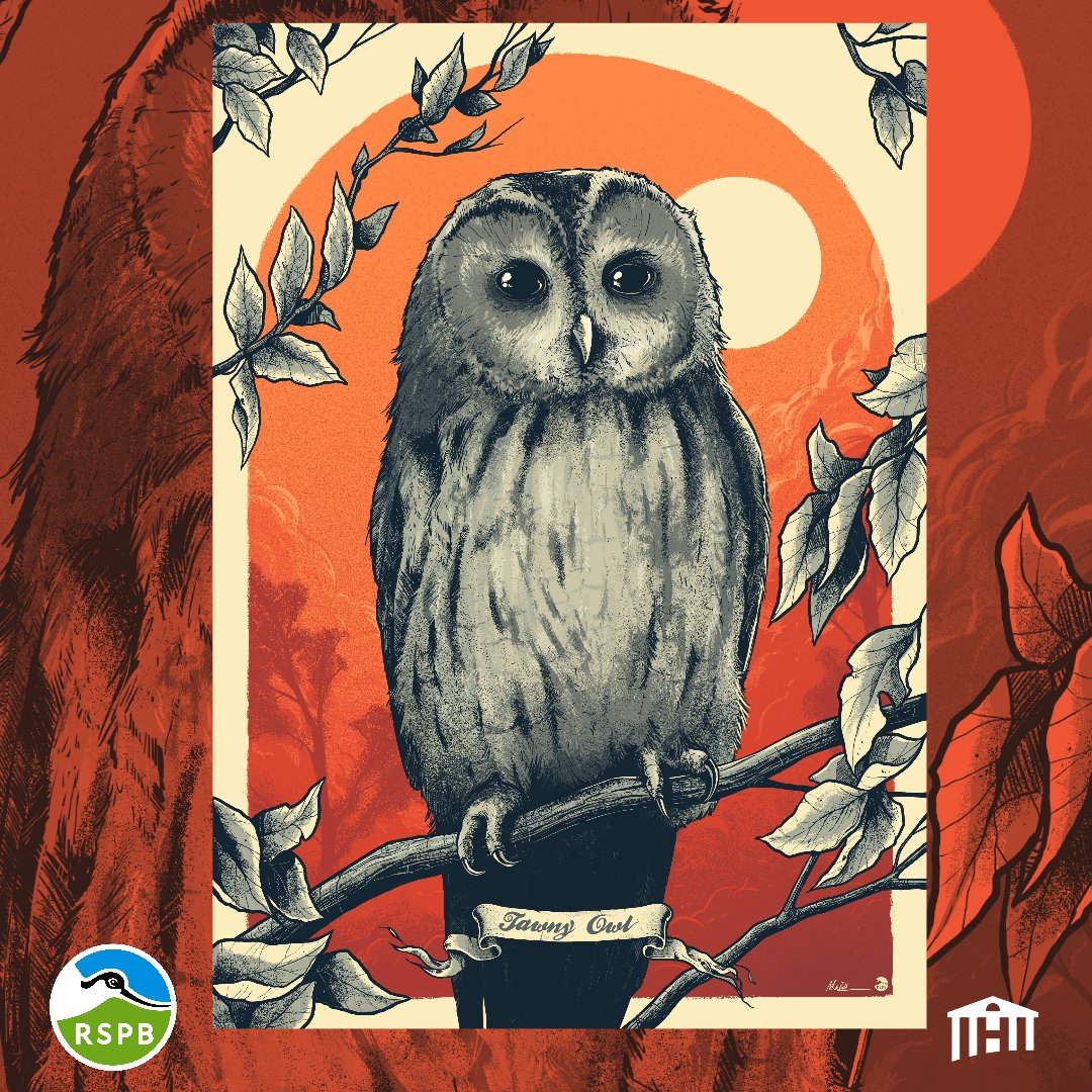 Something new and cool! I teamed up with <a href="/historiart/">Historiart</a> and <a href="/Natures_Voice/">RSPB</a>  alongside a bunch of other awesome artists to bring you this.

Price: £28
Size: A3
Edition type: Timed
Print: Giclee
Paper: Hahnemühle Bamboo
URL:  historiart.com/product/tawny-…
Code RSPB10 is for 10% off.