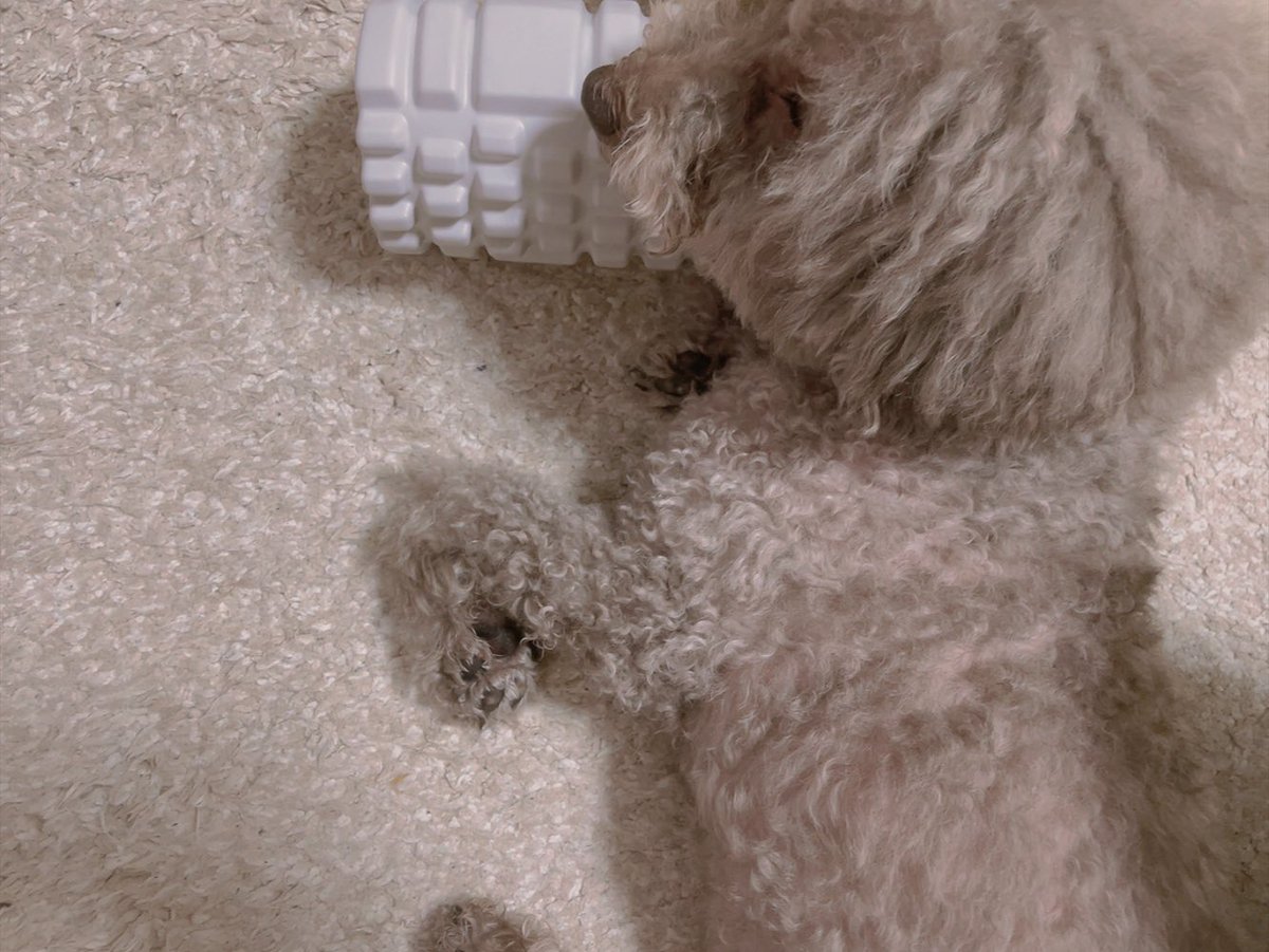 naocox2's tweet photo. フォームローラーを枕にするイッヌ。

#jyll
#トイプードル
#デカプー
#そんなとこ飼い主に似るなよ
#そんな態勢でテレビ見るなよ https://t.co/9un9c1zdVA