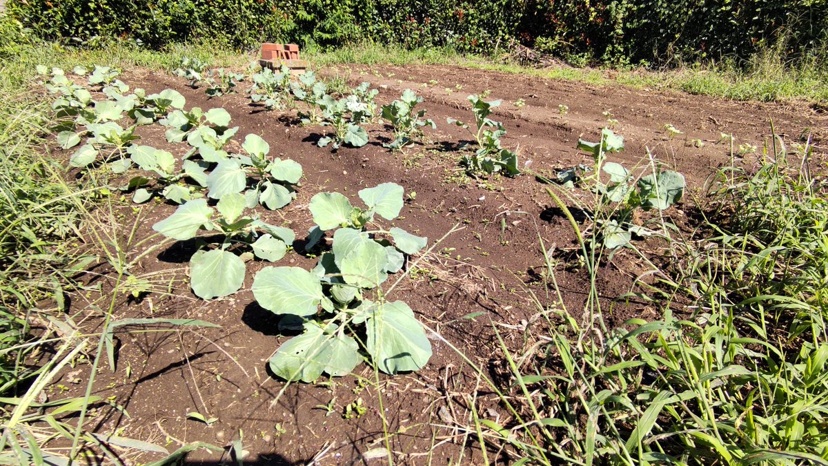 N_STYLE_2007's tweet photo. #家庭菜園 #週一菜園 #ガーデニング

今年はキャベツとスティックセニョールの苗作りに失敗したんで泣く泣く苗を購入しました。
大根は相変わらず優秀な発芽率です。
予定の半分だけほうれん草も播きました。
今週末は育苗中の白菜を定植してきます。 https://t.co/m3VJe7j7Qe