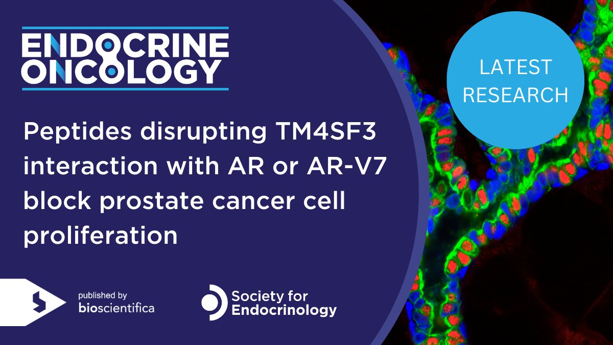 EndoOncology's tweet image. Prabesh Khatiwada et al. (@UToledo) identified a new approach to treating castration-resistant prostate #cancer, by targeting the transmembrane 4 superfamily 3 interaction with #androgen #receptor (AR) or AR-V7. 
Read their study here 👉ow.ly/4aU050PQAbo