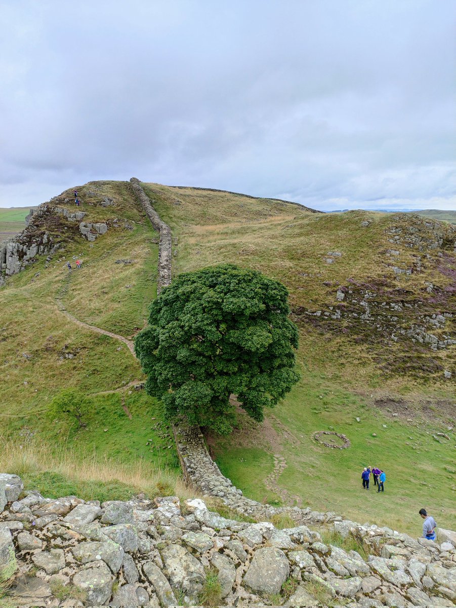 annivsmith's tweet photo. Shocked at the news that some utter c*nt has felled the Sycamore Gap tree overnight. Sadly only visited it once back in 2021. I honestly don't understand why someone would do that. Beautiful tree in a beautiful place, why destroy it?? I despair of humanity at times... https://t.co/Tc3fftVZWm