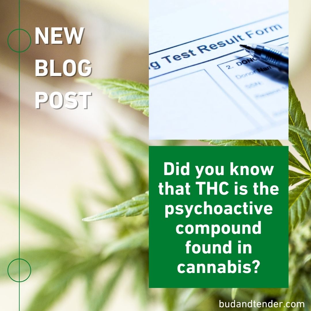 budandtender's tweet image. 🌿💊 Did you know that THC is the psychoactive compound found in cannabis? 🍃

It&apos;s what gives you that intoxicating feeling. 😵

Link 👉budandtender.com/blog/does-cbd-…

#CBDUsers #THCTesting #StayInformed