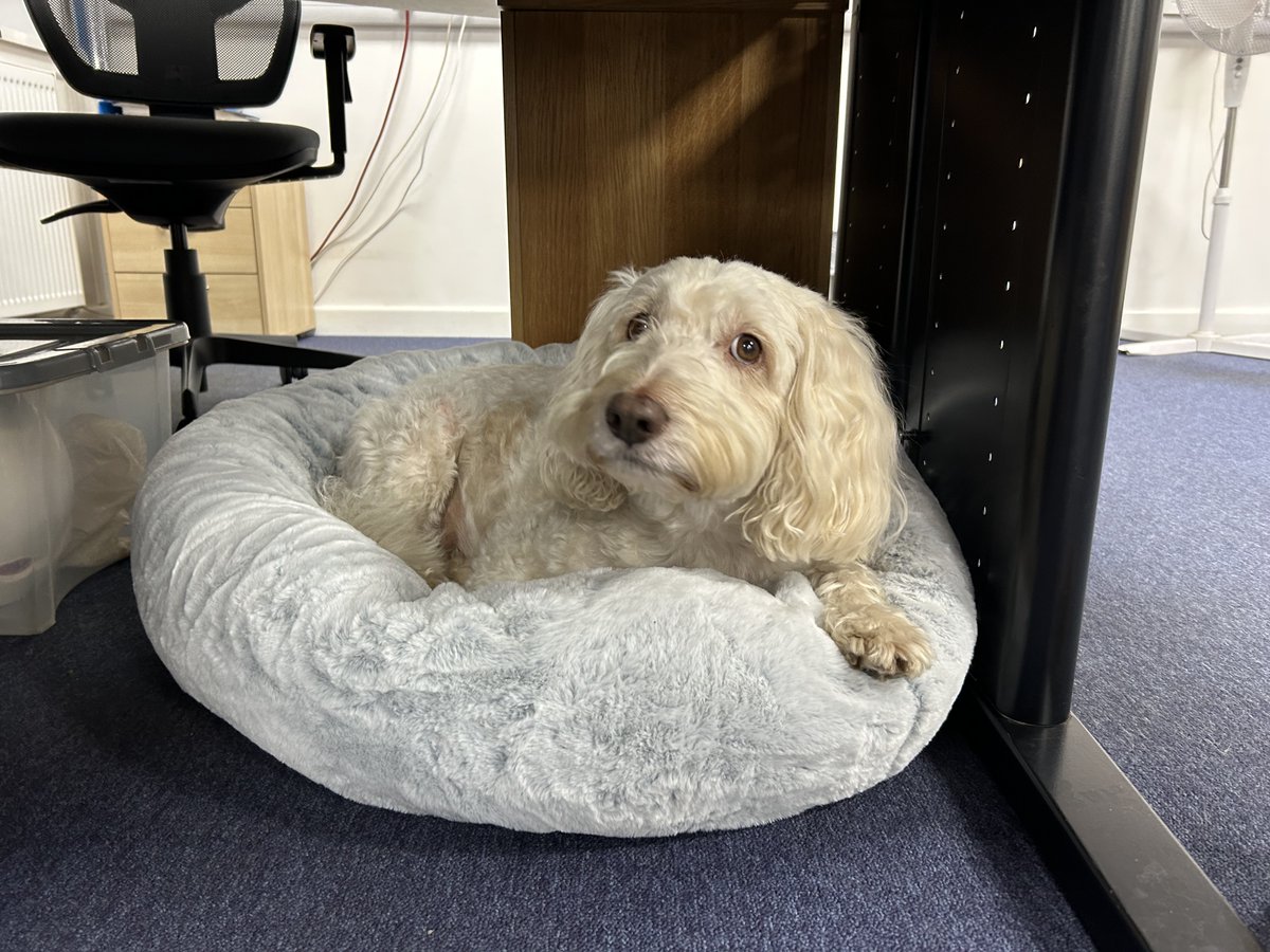 AlphaRailLtd's tweet photo. Cakes for everyone in the office today, to celebrate Carolyne's birthday! As you can see from the side-eye, Charlie's not very happy we didn't share with him! 😳🥳👀

#AlphaRail #Birthday https://t.co/f0sUPrVjRW