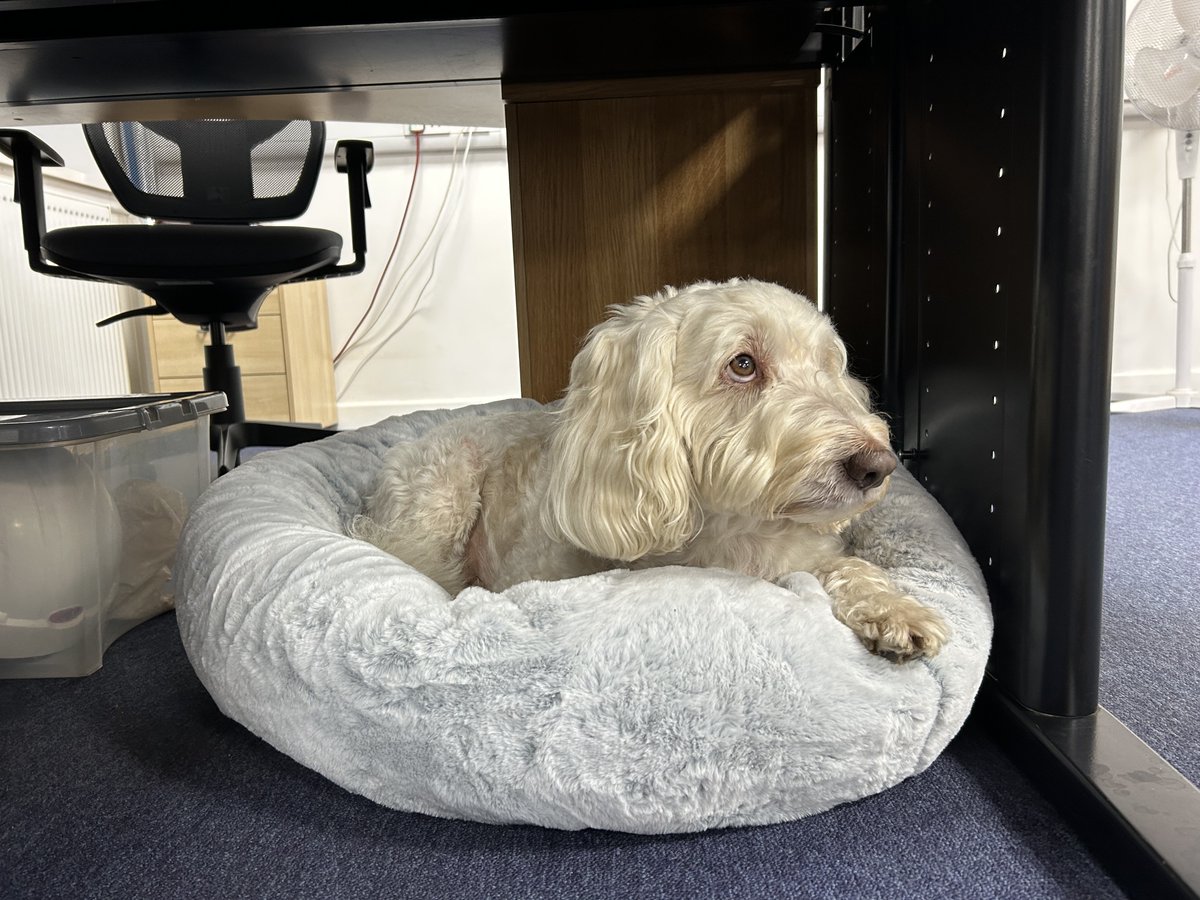 AlphaRailLtd's tweet photo. Cakes for everyone in the office today, to celebrate Carolyne's birthday! As you can see from the side-eye, Charlie's not very happy we didn't share with him! 😳🥳👀

#AlphaRail #Birthday https://t.co/f0sUPrVjRW