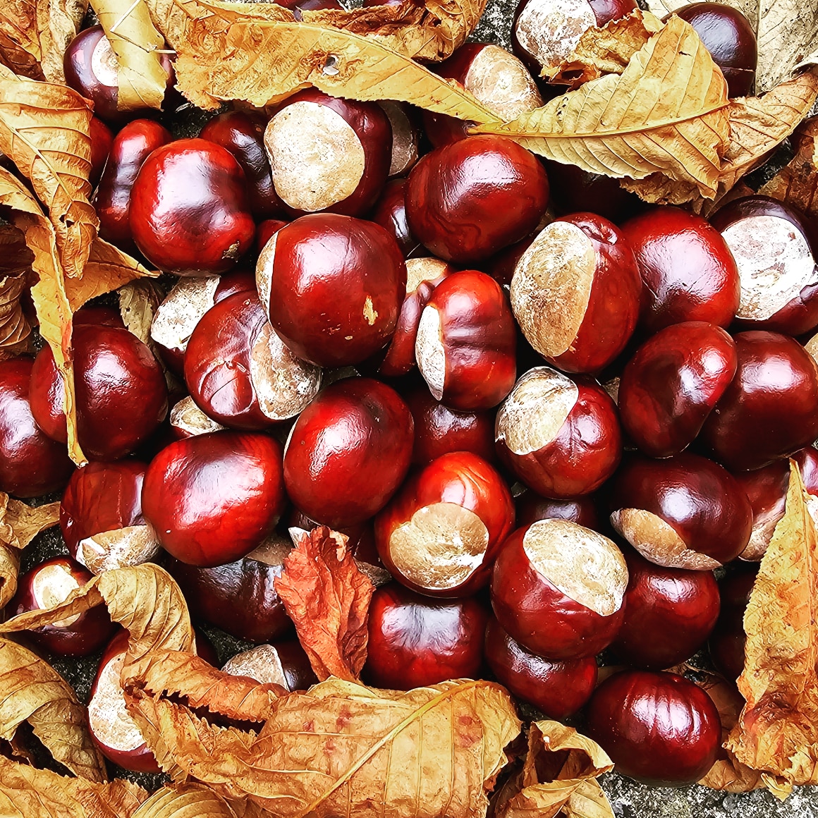 mistermarkjones's tweet image. No matter what age I am, I don't think I'll ever grow out of the thrill of finding conkers at this time of year. I spent an enjoyable 10 minutes gathering these on my walk from work in Windsor yesterday. Nature at its perfect, beautiful best. #conkers #horsechestnut #dontgrowup