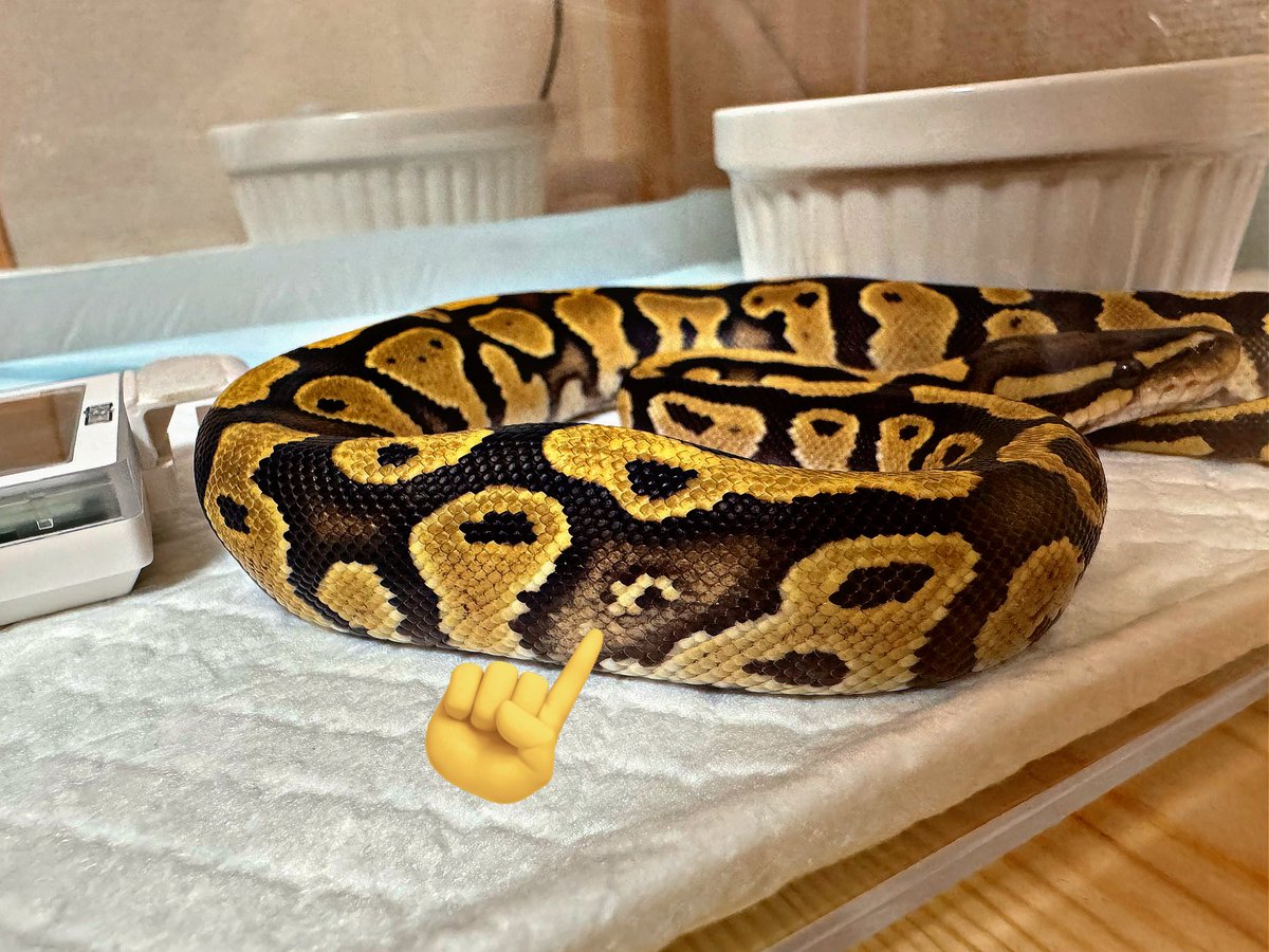 ballpython0822's tweet image. ここ好き