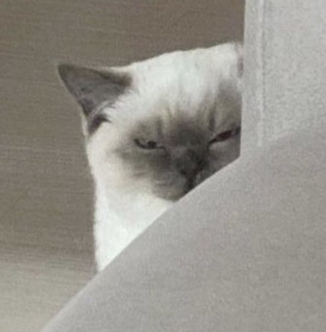 🥹😂 i&rsquo;m in love with this cat https://t.co/GxzThN5ccB