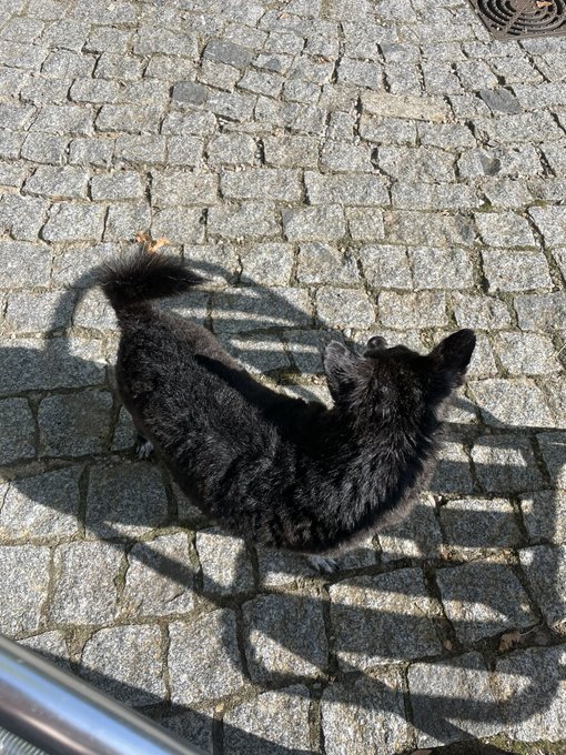 Booboo had a bath today. https://t.co/iIPmq5IKv9<a href="/tag/gothminister"class="tags"><span>&#35;gothminister</span></a><a href="/tag/meraluna23"class="tags"><span>&#35;meraluna23</span></a>