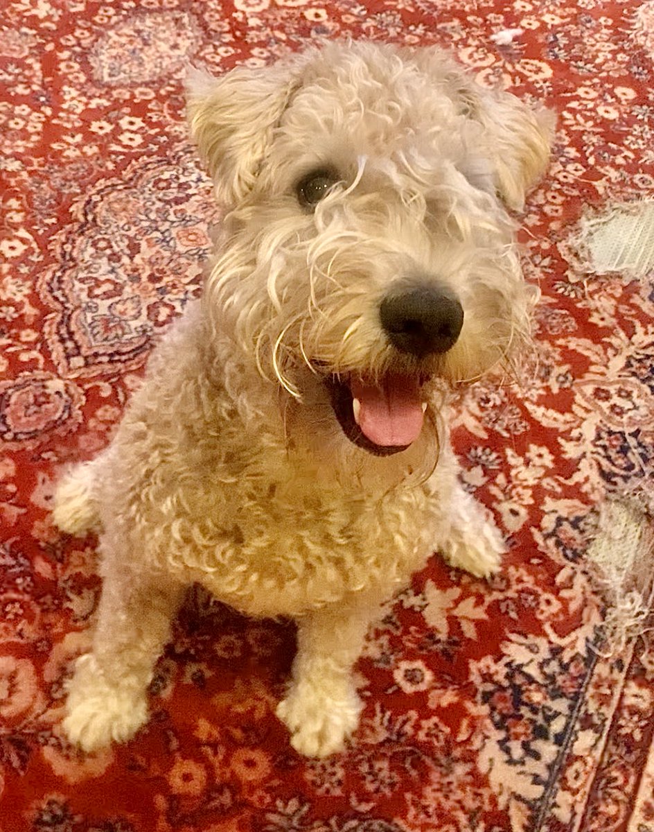 Even Hoomom can now smile at my pupster contribution which made our rug shabby chic!
#wheatenterrier #oops #shabbychic #dogsofx