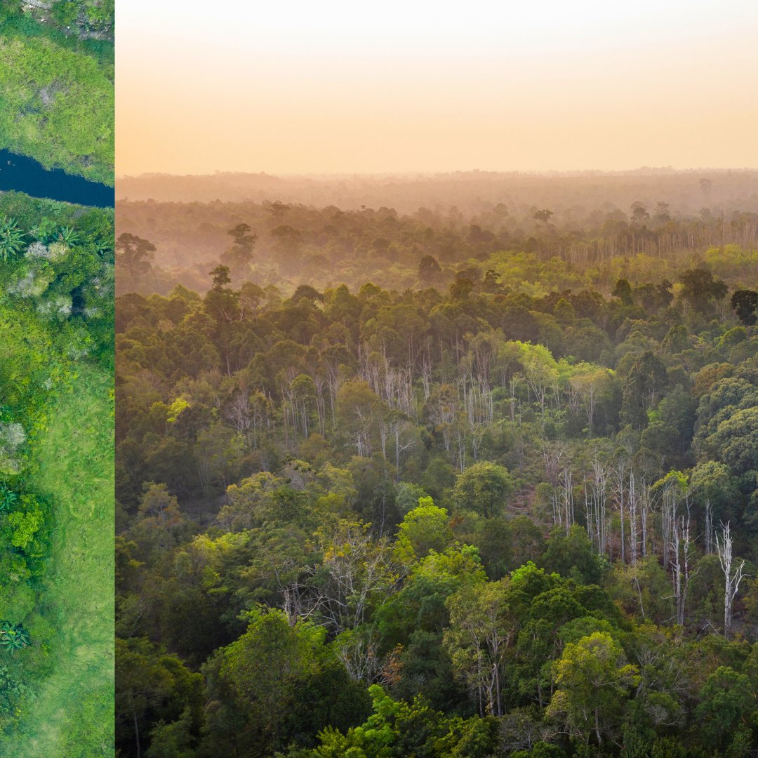 🌏🌴 Borneo is home to an ancient rainforest ecosystem. Spanning 3 countries and hundreds of thousands of square kilometres, this rainforest island is a haven for biodiversity.