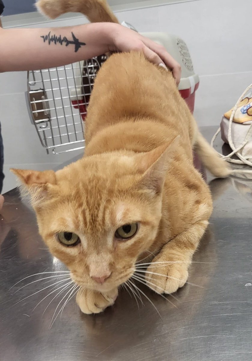 Lingüini, a parte de ser el gatete más cariñoso del mundo, tiene una orejita super especial.

Cuando era pequeñito se dio un golpe en la oreja y eso hizo que creciera arrugada como un torrezno ¿A que le da personalidad?

🎂 1 año
♂️ Macho
📍 Murcia
✈️ Puede viajar