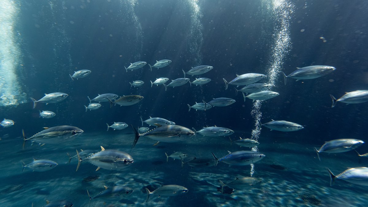 CR黒潮水槽
魚群リーチ