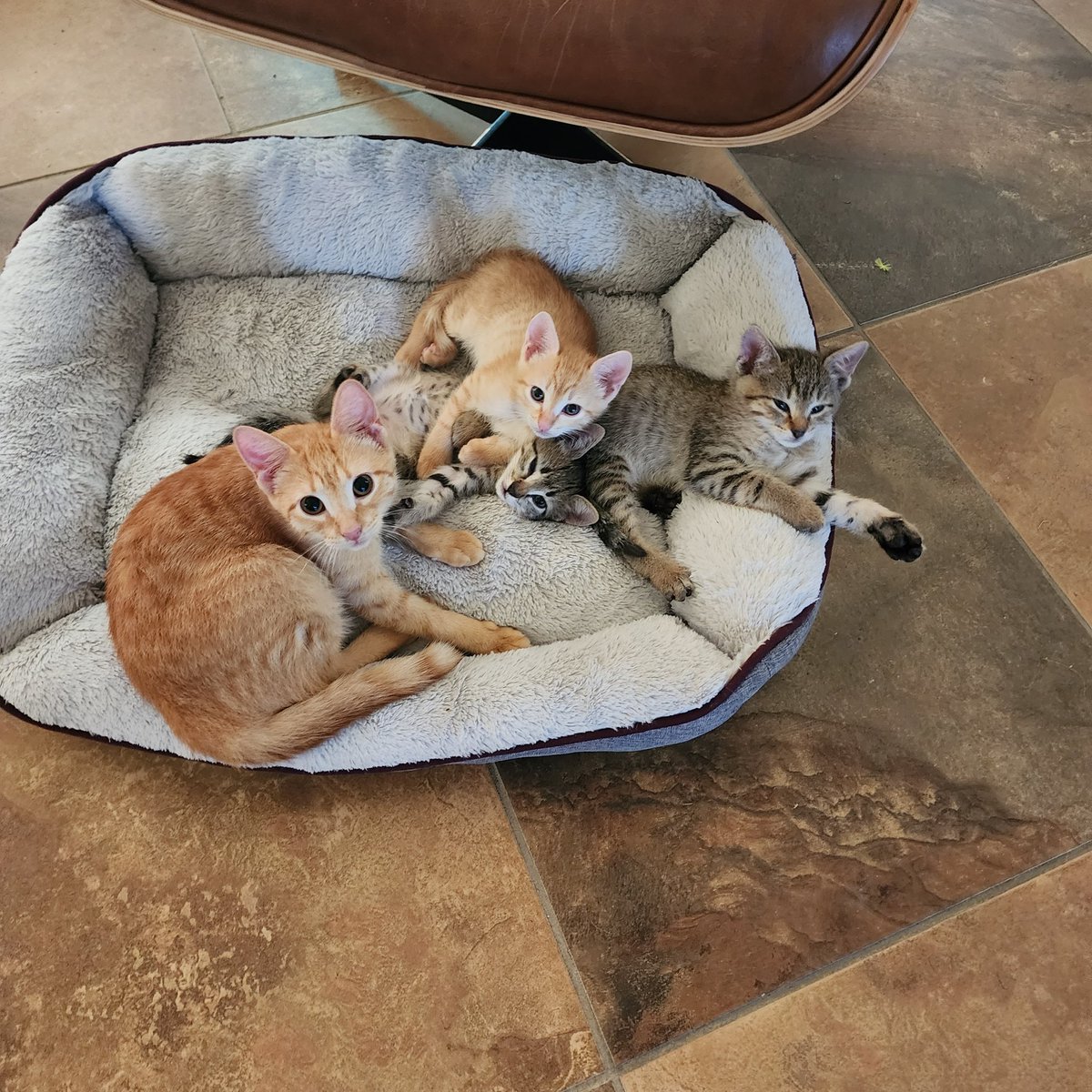 SaveThePaws's tweet image. Good meowning #Web3 🌞😺.