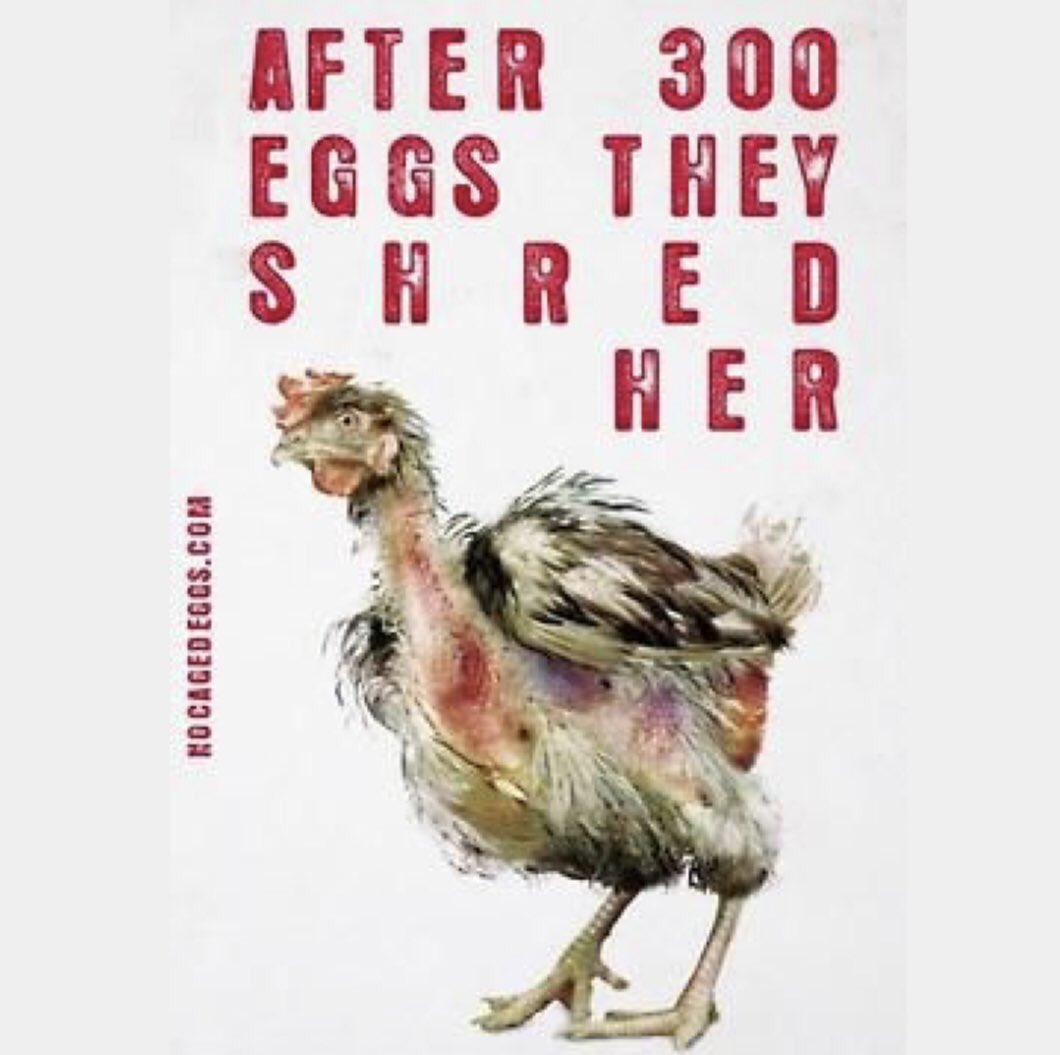 'Het is voor de kip helemaal niet vervelend om een ei te leggen.' Aldus de ex-pluimveehouder. Het totale gebrek aan empathie met het lot van dieren in de massale en meedogenloze veeindustrie is stuitend. En zoals hij zijn er velen. 
#SeeNoEvilHearNoEvil 🙈🙉