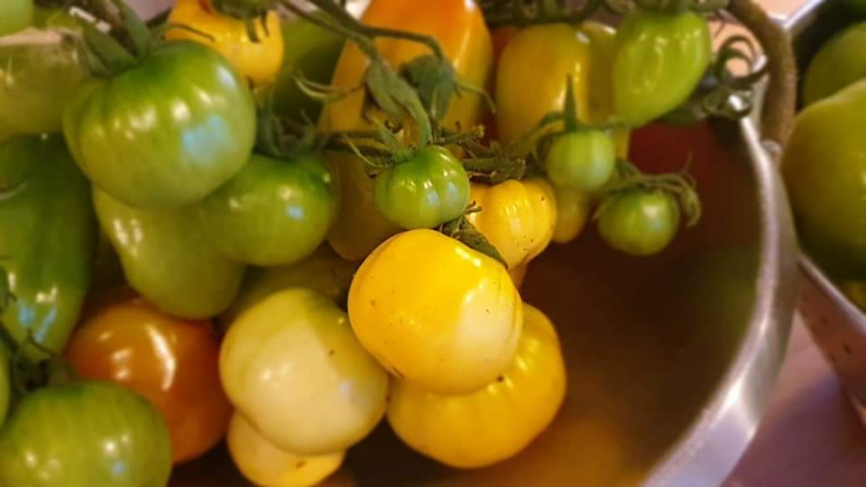 Next up Green Tomatoe for  Chutney  

#MountBriscoeOrganicFarm
#organic #Farming
#OrganicSeptember
#KitchenGranden
#growyourown 
#Igrowyourfood
#ArtisanFood