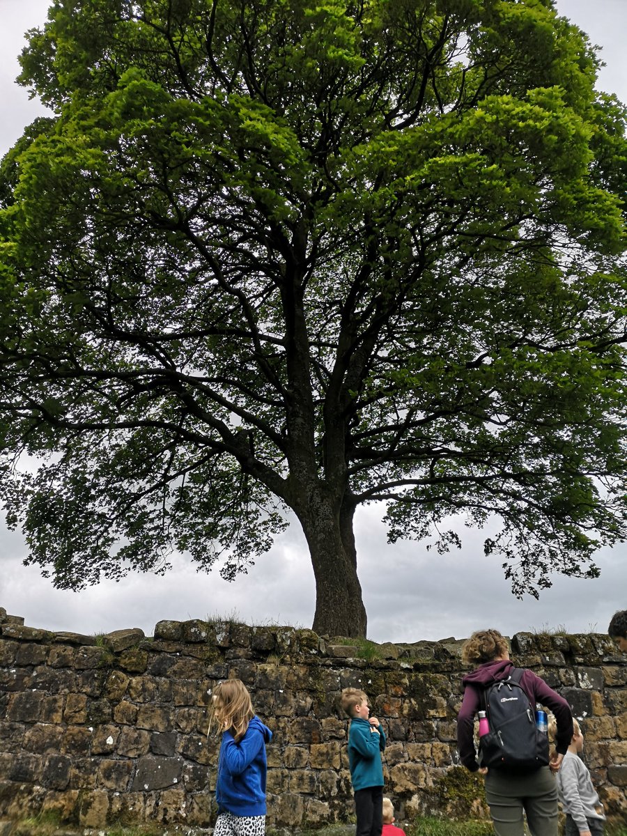 Completely dumfounded why someone could possibly cut down the beautiful tree at #SycamoreGap and cause so much damage. This means something to the #culture of the North East, it's like a rural Angel of the North and now it's gone. Pictures in happier times @NlandNP